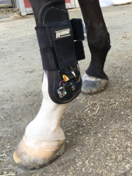 Equine Sensor Boot shown on horse
